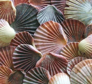 Scallop shells Scallop shells