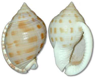 scotch-bonnet-shell.jpg | State Symbols USA