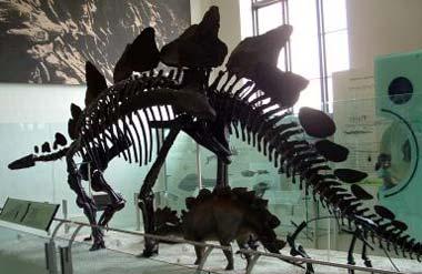Stegosaurus: Colorado state fossil