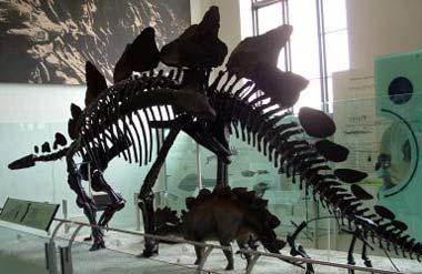 Colorado State Fossil Stegosaurus Colorado State Fossil Stegosaurus