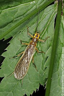 Stonefly on a leaf Stonefly on a leaf