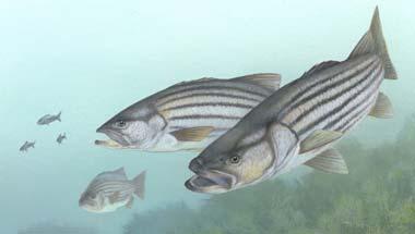 Striped bass Striped bass