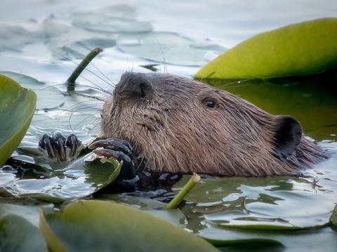 Beaver (Castor canadensis) snacks on lily pad