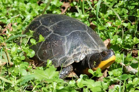 Image for Blanding's Turtle | State Symbols USA