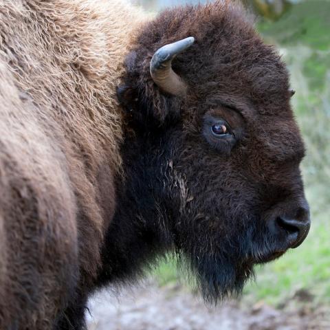 State Animal of Kansas | American Buffalo