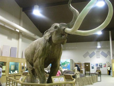 North American Columbian mammoth