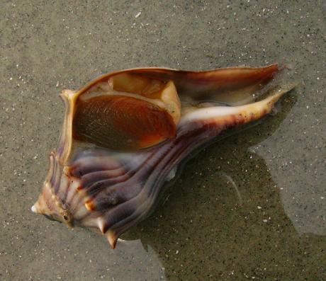 Live knobbed whelk Live knobbed whelk