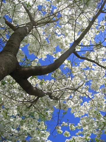 Mature dogwood tree in bloom