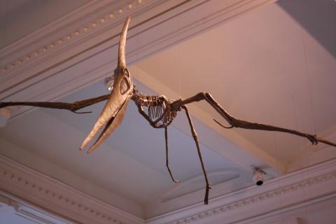 Pteranodon Fossil
