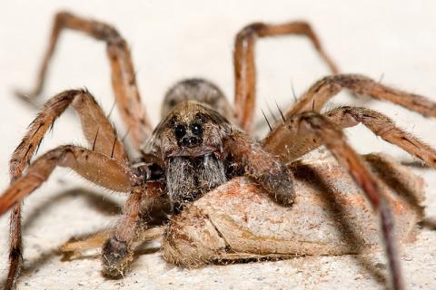 Image for Carolina Wolf Spider | State Symbols USA