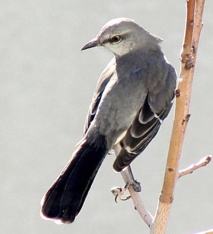 Northern mockingbird Northern mockingbird