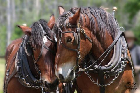 plow horses in New Jersey Plow horse demonstration at State History Fair, Allaire State Park, New Jersey