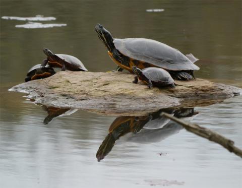 Image for Painted Turtle | State Symbols USA