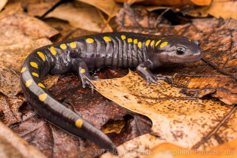 Spotted salamander Spotted salamander (Ambystoma maculatum)