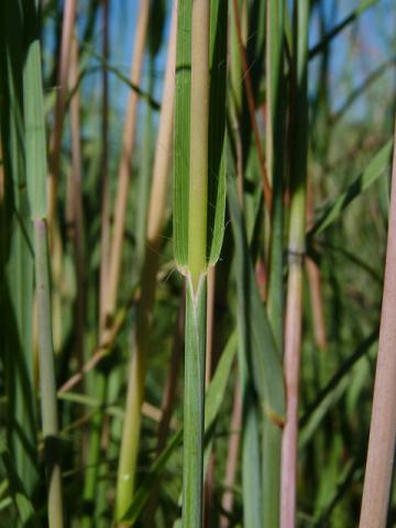 Stems of big bluestem prairie grass (Adropogon gerardii)