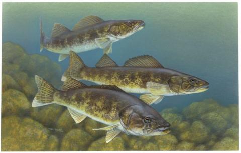 Walleye (Sander vitreus) artwork