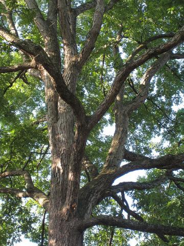 White oak tree limbs White oak tree limbs (Quercus alba)