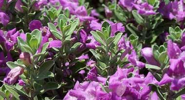 Texas purple sage flowers
