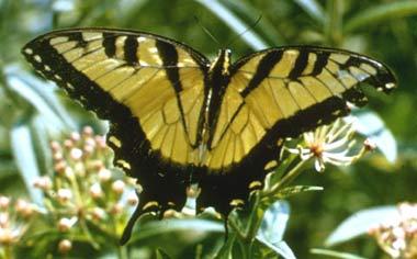 Eastern tiger swallowtail butterfly Eastern tiger swallowtail butterfly