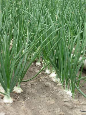 Walla Walla sweet onions Walla Walla sweet onions
