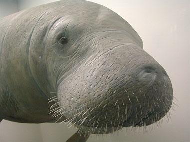 West Indian Manatee West Indian Manatee