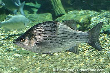 White bass White bass