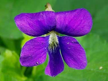 Violet flower