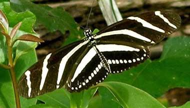 Florida State Butterfly Zebra Longwing Butterfly