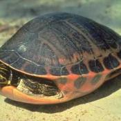 Alabama red-bellied turtle
