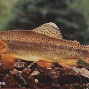 Apache trout (Oncorhynchus apache)