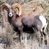 Rocky Mountain bighorn sheep