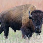 Bison / American buffalo