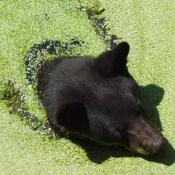 Louisiana black bear