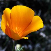California poppy; state flower of California