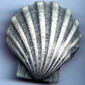 Chesapecten jeffersonius (Pliocene scallop) fossil