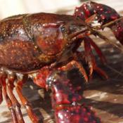Louisiana crawfish