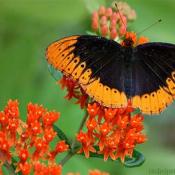 Male Diana Fritillary butterfly
