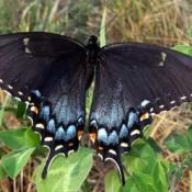 Female eastern tiger swallowtail butterfly