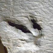 Eubrontes fossil dinosaur track