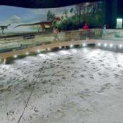 Fossil eubrontes dinosaur tracks in CT
