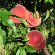 Ripe peaches on Tree