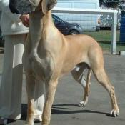 Great dane with fawn coat; photo by sannse on The Best Links.com: (GNU Free Documentation license Version 1.2 or later). 