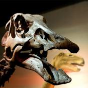 Hadrosaur fossil skull