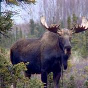Magnificent Bull Moose