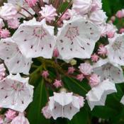 Mountain laurel flowers; official state flower of Pennsylvania and Connecticut