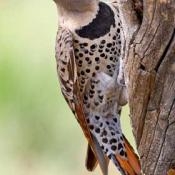 Northern flicker woodpecker (yellowhammer)