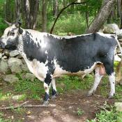 Randall lineback cattle; bull