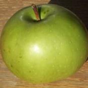 Rhode Island greening apple