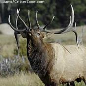 Rocky Mountain elk bull