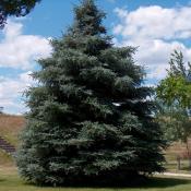 black hills white spruce tree state tree